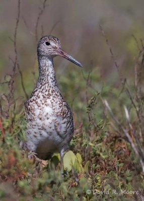 Willet