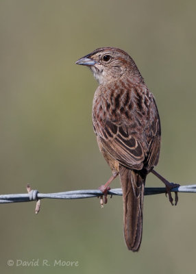 Botteri's Sparrow