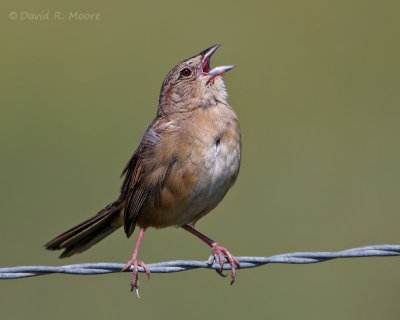 Botteri's Sparrow