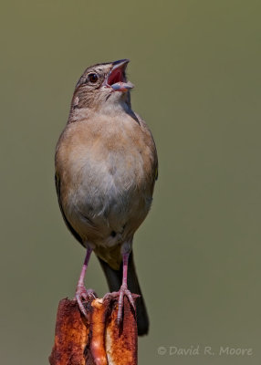 Botteri's Sparrow