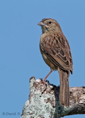 Botteri's Sparrow