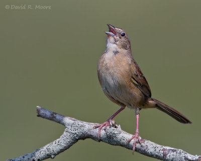 Botteri's Sparrow
