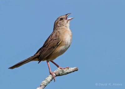 Botteri's Sparrow