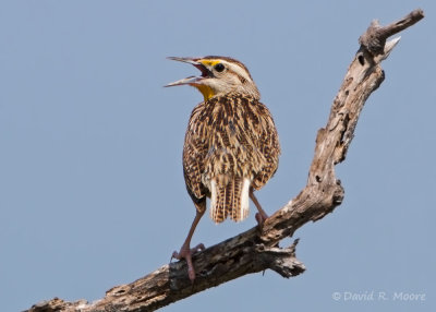 Eastern (?) Meadowlark