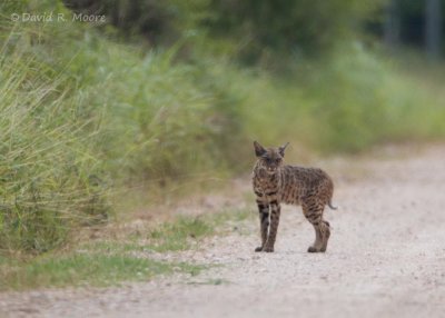 Ocelot