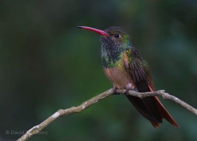 Buff-bellied Hummingbird