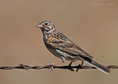 Vesper Sparrow