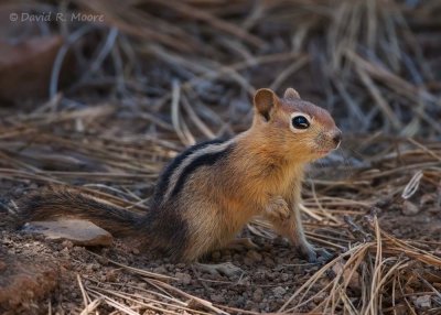 Chipmunk sp.