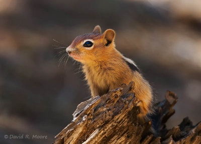 Chipmunk sp.