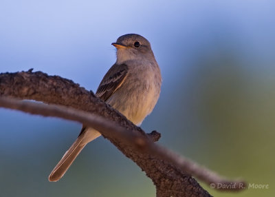 Gray Flycatcher