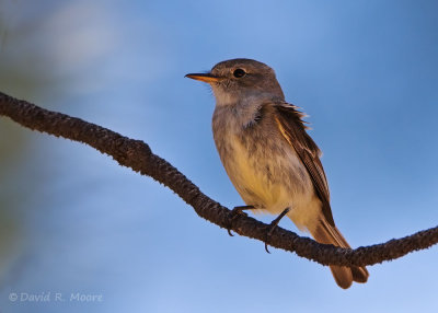Gray Flycatcher