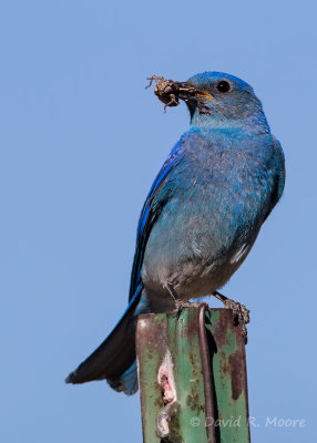 Mountain Bluebird, male