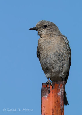 Mountain Bluebird, female