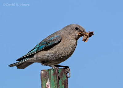 Mountain Bluebird, female