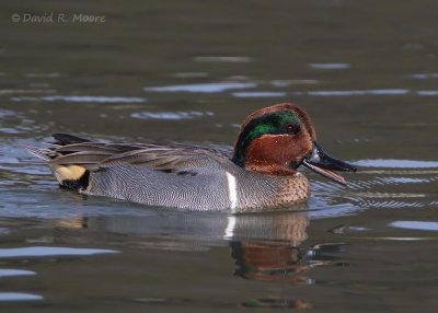 Green-winged Teal