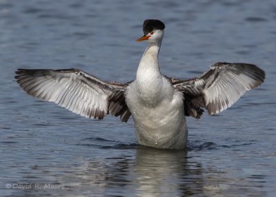Clark's Grebe