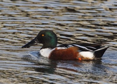 Northern Shoveler