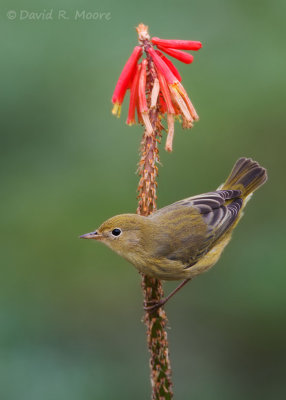 Yellow Warbler