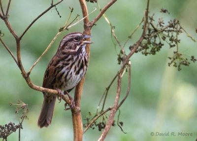 Song Sparrow