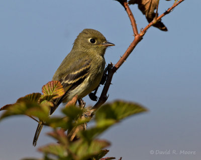 Empidonax sp.