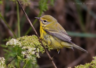 Prairie Warbler