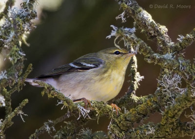 Blackpoll Warbler