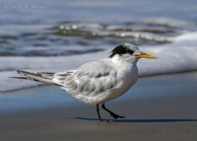 Elegant Tern, juvenile