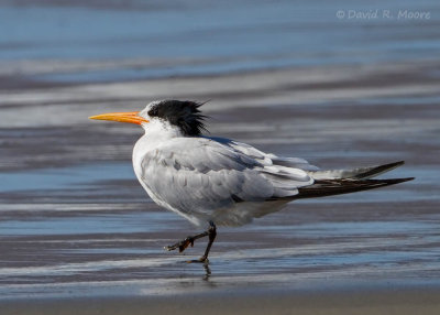 Elegant Tern