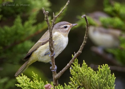 Warbling Vireo