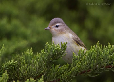 Warbling Vireo