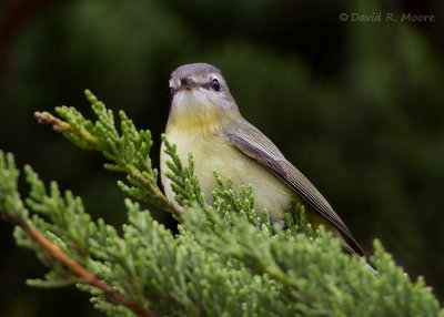 Philadelphia Vireo