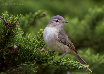 Warbling Vireo