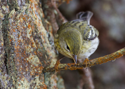 Blackpoll Warbler