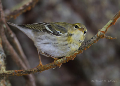 Blackpoll Warbler