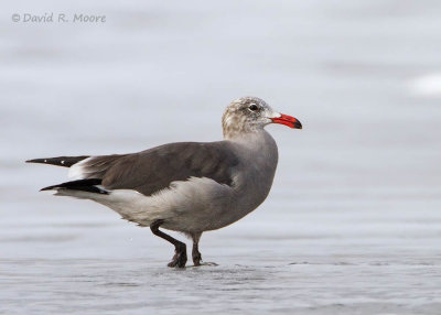  Heerman's Gull