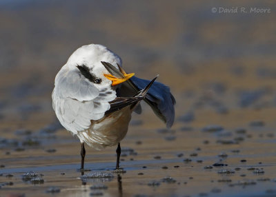 Elegant Tern