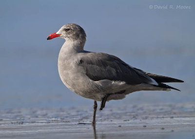 Heerman's Gull