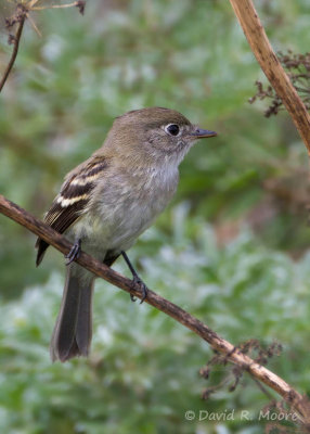 Least Flycatcher