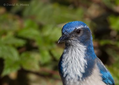 California Scrub-Jay