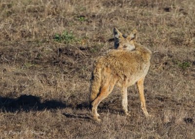 Coyote