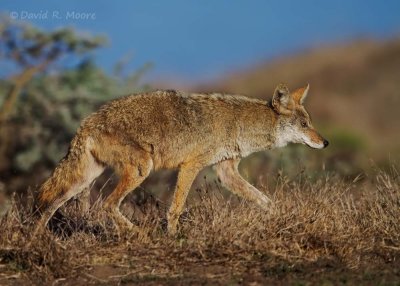 Coyote