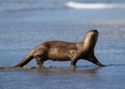  River Otter