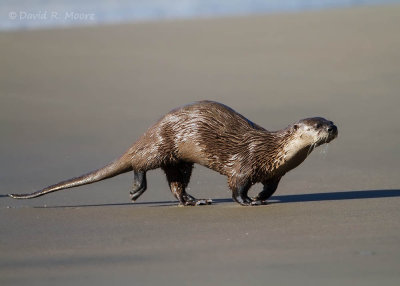  River Otter