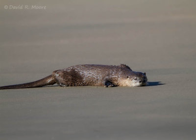  River Otter