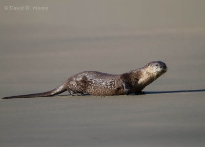 River Otter 