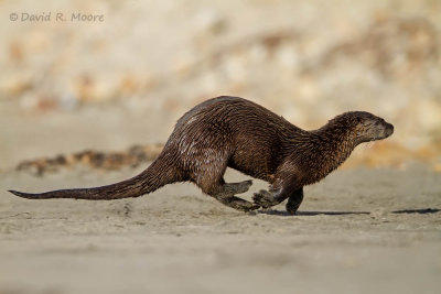 River Otter