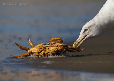 Crab, taking it lying down