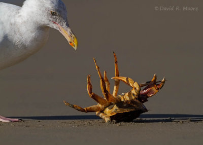 Crab, putting up a fight