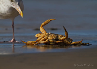 Crab, in an awkward situation