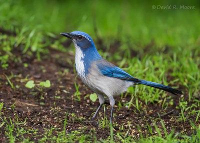 California Scrub-Jay